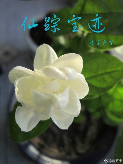 仙蹤寶跡